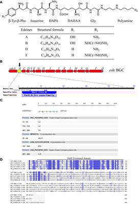 Characterization of a pathway−specific activator of edeine biosynthesis and improved edeine production by its overexpression in Brevibacillus brevis